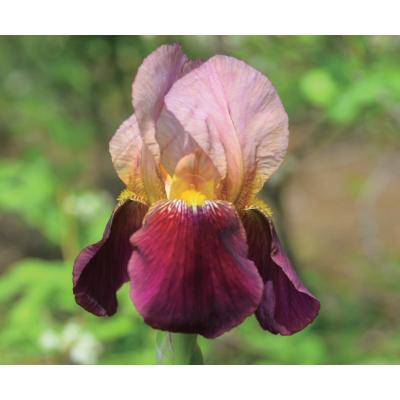ジャーマンアイリス(花の苗)の商品一覧|苗 | 花 ジャーマンアイリス(花の苗)の商品一覧|苗 | 花