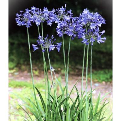 アガパンサス ブラック系 3＋1 アガパンサス：ブラックパンサー4