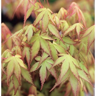 イロハモミジ5m（花、ガーデニング）のおすすめ人気商品一覧
