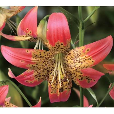 花の球根（球根花種類：ネリネ）｜球根、種芋｜花、ガーデニング