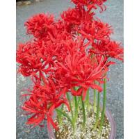 本物の日本伝統品種です 彼岸花 曼珠沙華 の球根 ２０球 栽培説明書付き Muygphdjz2 メデタシ種苗ヤフー店 通販 Yahoo ショッピング