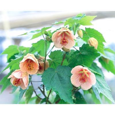 アブチロンのおすすめ人気商品一覧 通販 - Yahoo!ショッピング