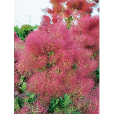 スモークツリー リトルルビー(花、ガーデニング)の商品一覧 スモークツリー リトルルビー(花、ガーデニング)の商品一覧