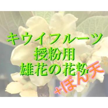 キウイ花粉のおすすめ人気商品一覧 通販 - Yahoo!ショッピング