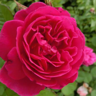 バラ苗　四季咲き　初心者向き　薔薇苗 バラ苗 四季咲き 初心者向き 薔薇苗 - メルカリ