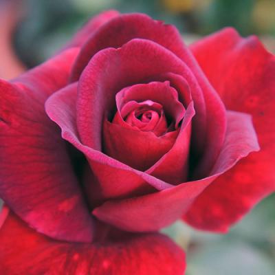 バラ苗　四季咲き　初心者向き　薔薇苗 バラ苗 四季咲き 初心者向き 薔薇苗 - メルカリ