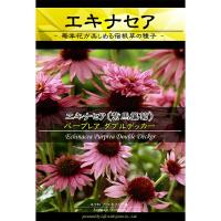 花種 エキナセア パープレア 37 Am ワイズライフyahoo 店 通販 Yahoo ショッピング