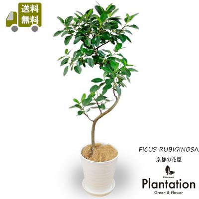 フランスゴムの木（観葉植物） | 花、ガーデニング のおすすめ人気商品