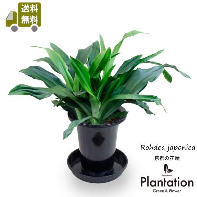 オモト 万年青（苗木、植木） | 花、ガーデニング のおすすめ人気商品