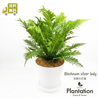 大型シダ植物（観葉植物） | 花、ガーデニング の商品一覧 通販
