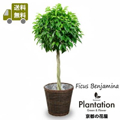 観葉植物（観葉植物種類：ベンジャミン）｜花、ガーデニング おすすめ