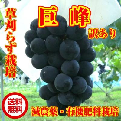巨峰のおすすめ人気商品一覧 通販 - Yahoo!ショッピング