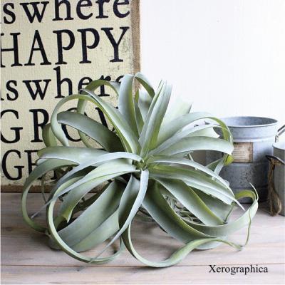 エアプランツ＆多肉植物 アレンジ(ホワイト)▫️フェイクグリーン・フェイク多肉植物 エアプランツ＆多肉植物 アレンジ(ホワイト)▫️フェイク