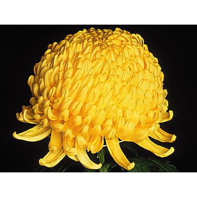 大森プランツ（花の苗）｜苗 | 花、ガーデニング のおすすめ人気商品