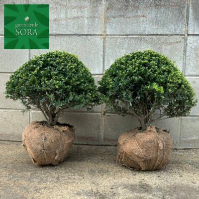 キンメツゲ ※ スパイラル仕立て トピアリー 龍尾 イングリッシュガーデン