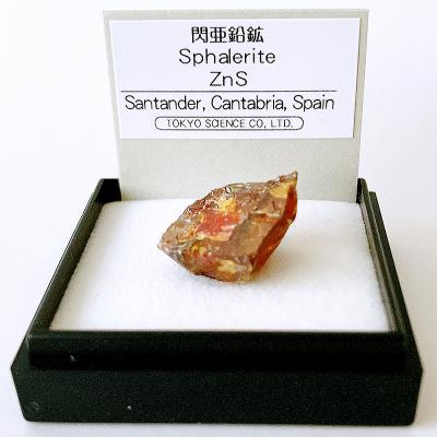 東京サイエンス 標本ケースのおすすめ人気商品一覧 通販 - Yahoo