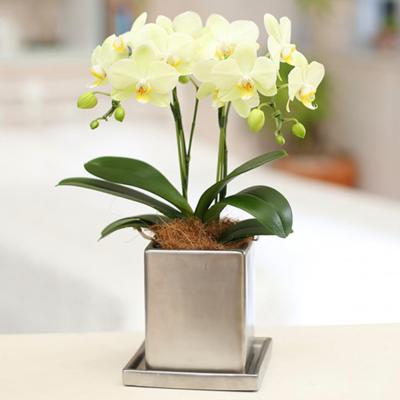 キンリョウヘン（鉢花）｜生花 | 花、ガーデニング のおすすめ人気商品