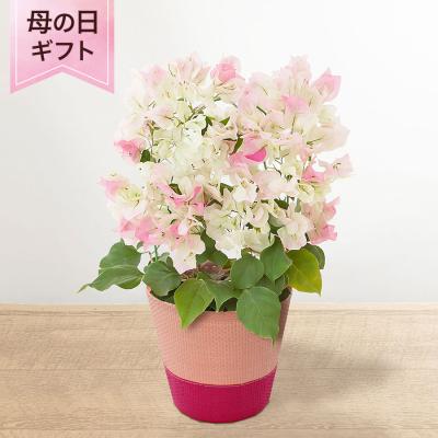 ブーゲンビリア ピンク(花、ガーデニング)の商品一覧 通販 ブーゲンビリア ピンク(花、ガーデニング)の商品一覧 通販