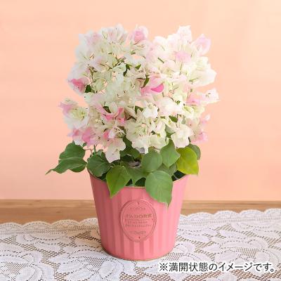 ブーゲンビリア 鉢植え（鉢花）｜生花 | 花、ガーデニング のおすすめ