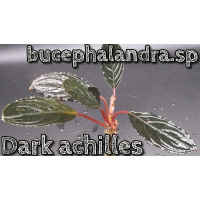 【エビオドリ】ブセファランドラ　ダークアフィカ1株 2 Yahoo!オークション - 【エビオドリ】Bucephalandra Dark Afika