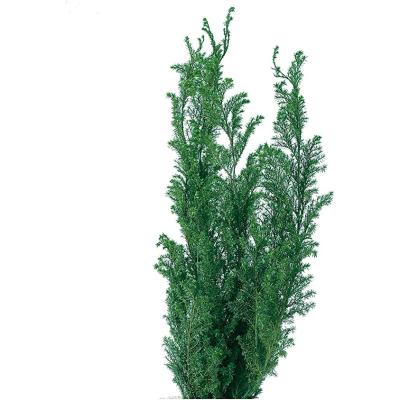 専用 ヒムロスギ50〜60cm150本 ヒムロスギのおすすめ人気商品一覧 通販 - Yahoo!ショッピング