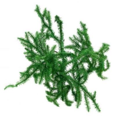 ヒカゲノカズラ お問い合せ　ご予約ページ ヒカゲノカズラのおすすめ人気商品一覧 通販 - Yahoo!ショッピング