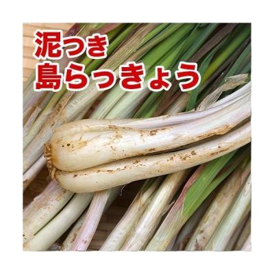島らっきょう（らっきょう）｜野菜 | 食品 のおすすめ人気商品一覧