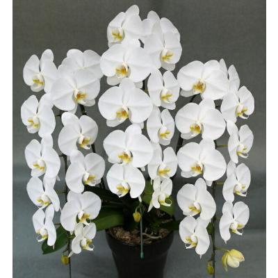 エレガントフラワー - 商品一覧（おすすめ順） - 売れ筋通販 - Yahoo