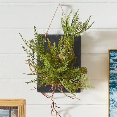 壁掛け 植物 シダ植物のおすすめ人気商品一覧 通販 - Yahoo