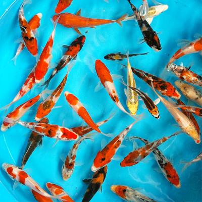 錦鯉 水槽の商品一覧 通販 - Yahoo!ショッピング