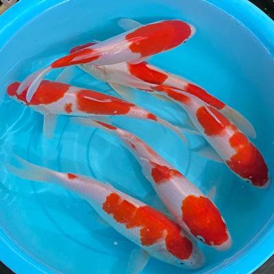 エムワイショップアクア - 錦鯉｜Yahoo!ショッピング