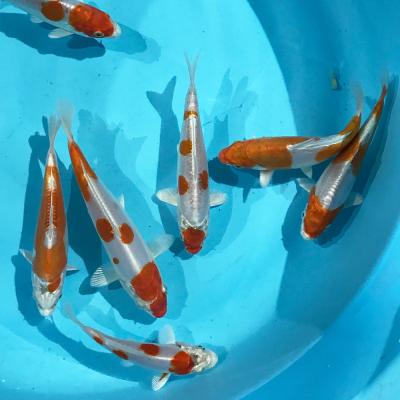 錦鯉のおすすめ人気商品一覧 通販 - Yahoo!ショッピング