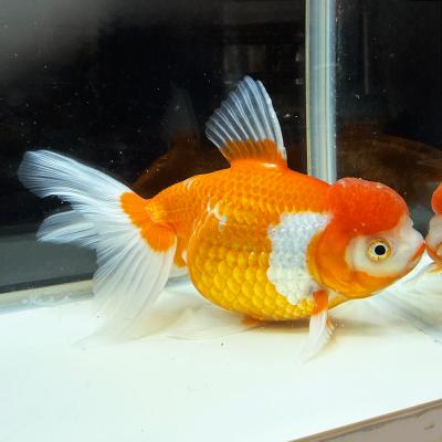白オランダ獅子頭（鑑賞魚生体）｜熱帯魚、アクアリウム用品 | ペット