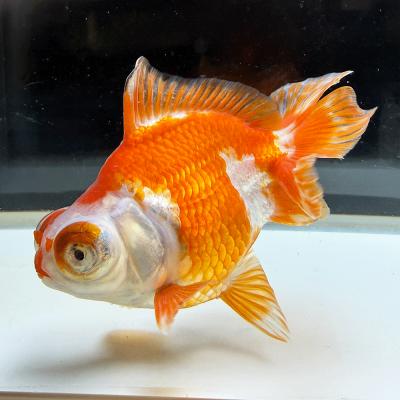 金魚デメキンの商品一覧 通販 - Yahoo!ショッピング