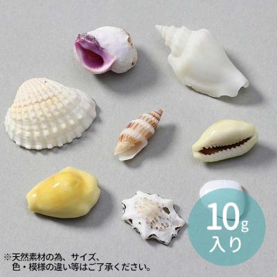 タカラガイ 貝殻の商品一覧 通販 - Yahoo!ショッピング タカラガイ 貝殻の商品一覧 通販 - Yahoo!ショッピング