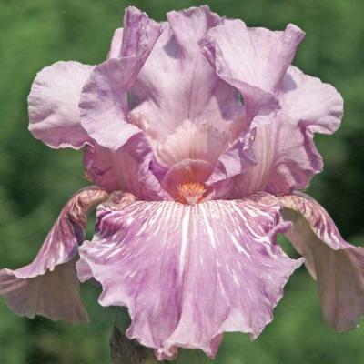 ジャーマンアイリス 苗のおすすめ人気商品一覧 通販 - Yahoo!ショッピング