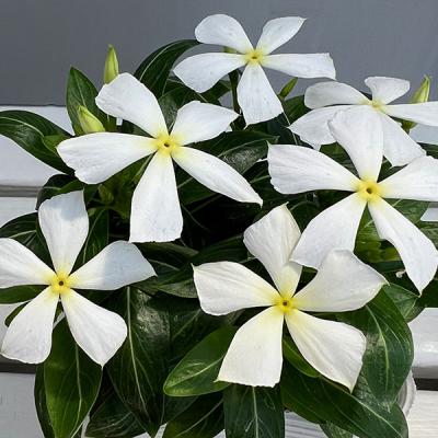ニチリウ永瀬（花、ガーデニング）のおすすめ人気商品一覧 通販