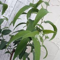 ユーカリ ユーカリ苗 苗木 プレウロカルパ ユーカリ テトラゴナ ７号鉢 Y Karipureurokayt97 森農園ネットショップ 通販 Yahoo ショッピング