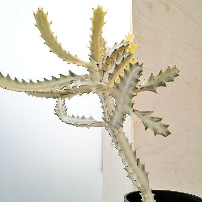 ユーフォルビア ホワイトゴースト（花、ガーデニング）のおすすめ人気