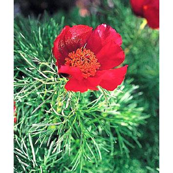 園芸ネット - シャクヤク（芍薬）・ピオニー｜Yahoo!ショッピング