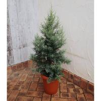 花木 庭木の苗 コニファー クプレッサス アリゾナイトスギ ブルーアイス8号ポット樹高約1m 園芸ネット 通販 Yahoo ショッピング