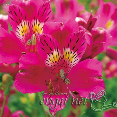 アルストロメリア 苗(花の苗)の商品一覧|苗 | 花 アルストロメリア 苗(花の苗)の商品一覧|苗 | 花