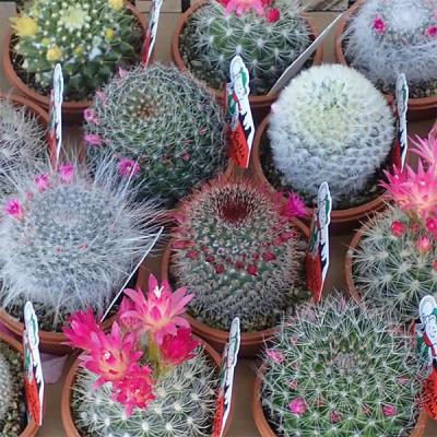 花サボテン（サボテン、多肉植物） | 花、ガーデニング のおすすめ人気