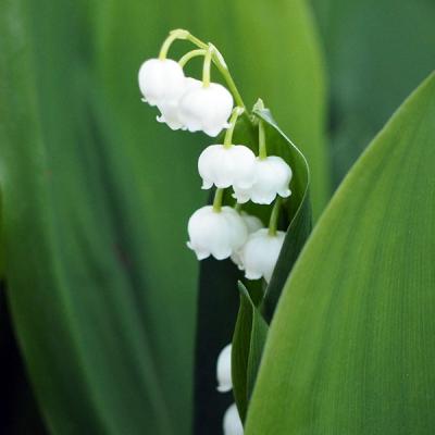 キンリョウヘン 花芽の商品一覧 通販 - Yahoo!ショッピング