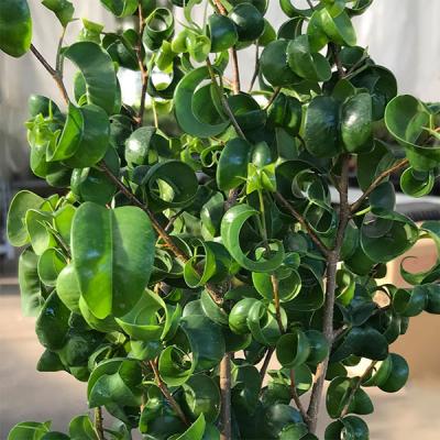 ベンジャミンバロックの商品一覧 通販 - Yahoo!ショッピング 