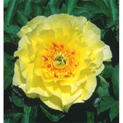 園芸ネット - シャクヤク（芍薬）・ピオニー｜Yahoo!ショッピング