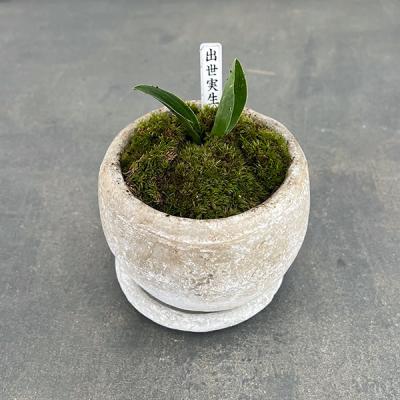 万年青鉢のおすすめ人気商品一覧 通販 - Yahoo!ショッピング