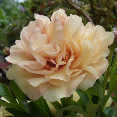 園芸ネット - シャクヤク（芍薬）・ピオニー｜Yahoo!ショッピング