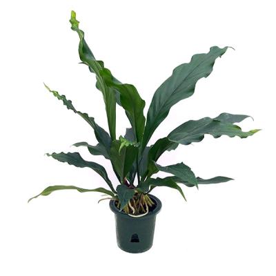 アンスリウム フーケリー（観葉植物） | 花、ガーデニング のおすすめ