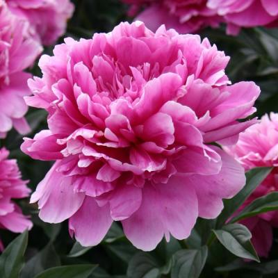 芍薬苗 ピオニー シャクヤク 園芸ネット - シャクヤク（芍薬）・ピオニー｜Yahoo!ショッピング